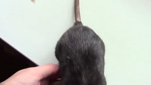 Выгул крыс. Декоративные крысы. Крысы гуляют