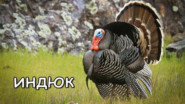 Голоса и звуки домашних животных.