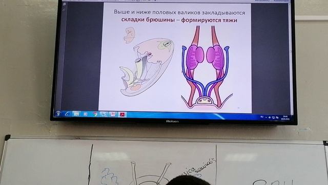 Эмбриология