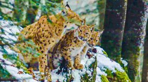 ДИКИЕ КОШКИ — Русский трейлер (2023)