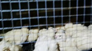 Правильные инкубационные яйца, секреты успеха в разведении перепелов Техасов.