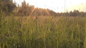 Практические советы по сбору и выращиванию земляники 11 июля 2018 Поход в лес тайгу Сибирь