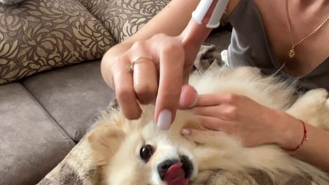 Как почистить зубы собаке шпиц ? Лучшие лакомства для чистки зубов