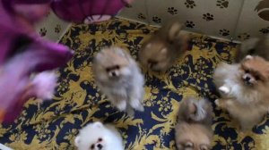 Щенкам шпица 2,5 месяца #шпиц