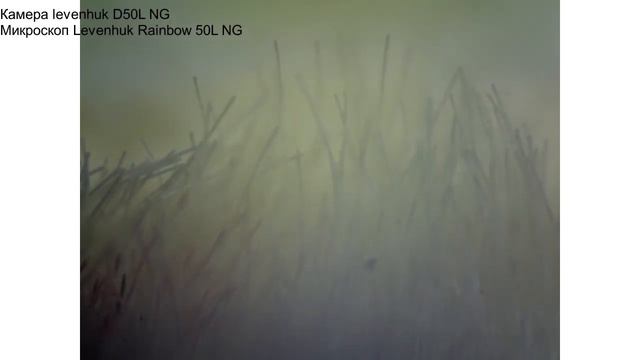 Волосяной покров Бабочки лимонницы смотреть онлайн