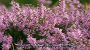 Вереск: виды, посадка, уход и размножение в условиях сада (24 фото)