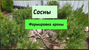 Сосны. Формировка кроны.