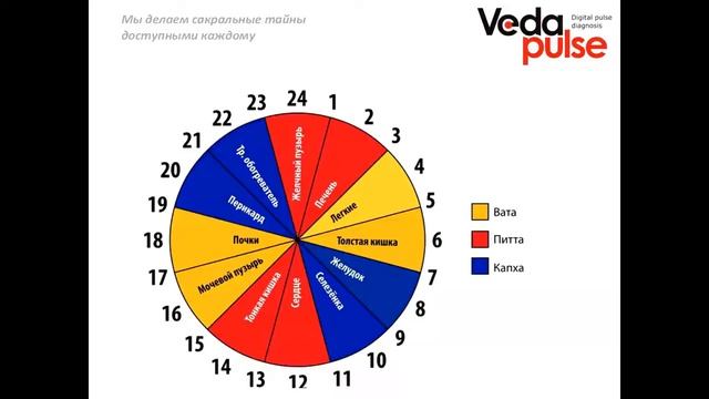 Основы рефлексотерапии с "ВедаПульс"