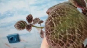 Эписции, разные сорта эписций.