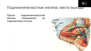 Анатомия слюнных желез