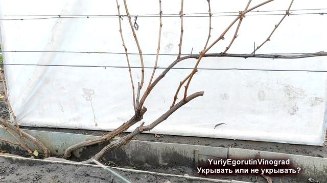 ? Укрытие винограда на зиму. Почему ОБЯЗАТЕЛЬНО нужно укрывать МНОГОЛЕТНИЕ ЧАСТИ винограда. смотреть онлайн