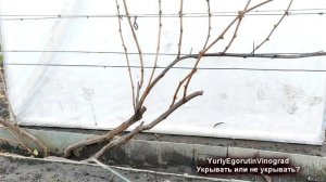 ? Укрытие винограда на зиму. Почему ОБЯЗАТЕЛЬНО нужно укрывать МНОГОЛЕТНИЕ ЧАСТИ винограда.
