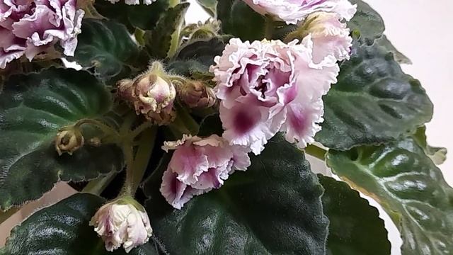 Фиалка РС - Герцогиня. смотреть онлайн