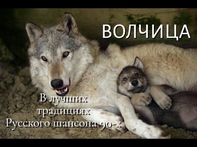 Волчица  2024 Шансон