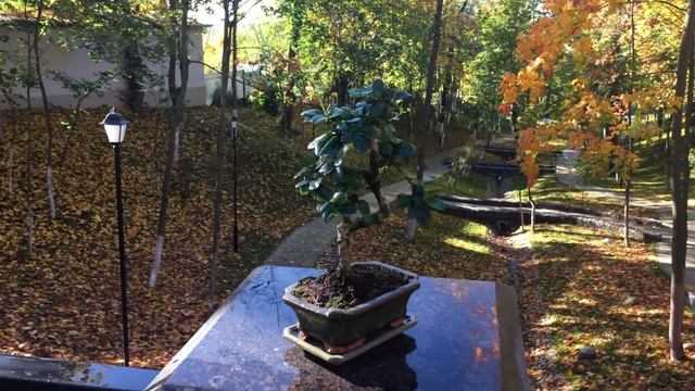 бонсай кармона смотреть онлайн