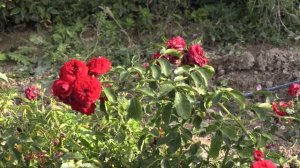 полив саженцев роз после посадки и поздней осенью, питомник роз полины козловой  rozarium.biz