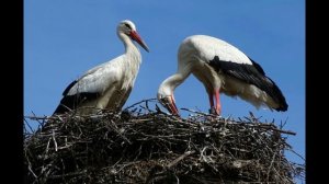 20 августа День Марины-Пимены "Бабий День" Народные приметы Обряды Заговоры. Народный календарь