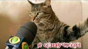 Приколы с котами С ОЗВУЧКОЙ - смешные коты и собаки Самые смешные животные до слёз