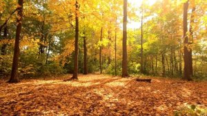 Far Away – Sarah Jansen