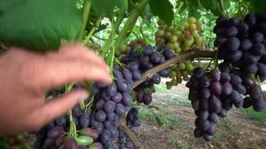 Обзор ранних сортов винограда на 02 08 2020г