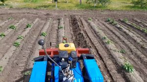 Первое окучивание картофеля на опорных подшипниках мотоблоком Нева МБ-2