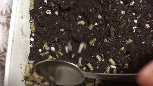 Как быстро вырастить эустому