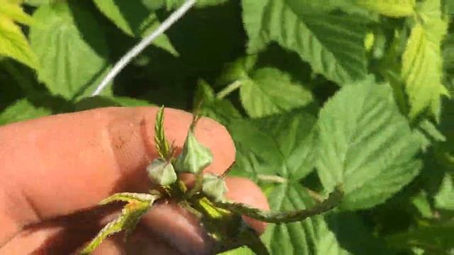 пересадка черешни весной на новое место || Как правильно пересадить плодовое дерево смотреть онлайн