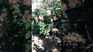 26.07.23.роза Аптуан Герл