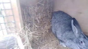 Что нужно делать если кролик зажирел