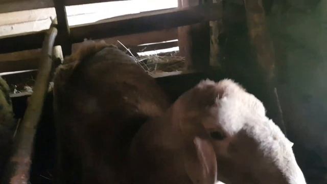 Забой  гиссарского барана