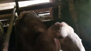 Забой гиссарского барана