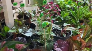 1 июля 2023 г. Выставка цветов в Новороссийске ТЦ Бон Пассаж. Закрытие сезона.