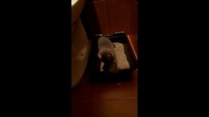 Котята какают в лоток / Как организовать туалет для кошки в квартире / КОШКИН ДОМ