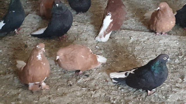 Голуби мелитопольские и кировоградские 11 марта 2021 г. смотреть онлайн