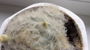 Маммиллярия плюмоза (Mammillaria Plumosа) : Кактус зацвел в декабре 2019 г