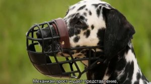 Почему собаки слипаются попами при спаривании