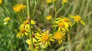 Zablja Trava/Veliki Kostris/Jacobaea Vulgaris