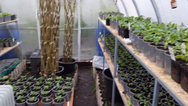 Обзор рассады вегетативной петунии, калибрахоа и петхоа 2021 смотреть онлайн