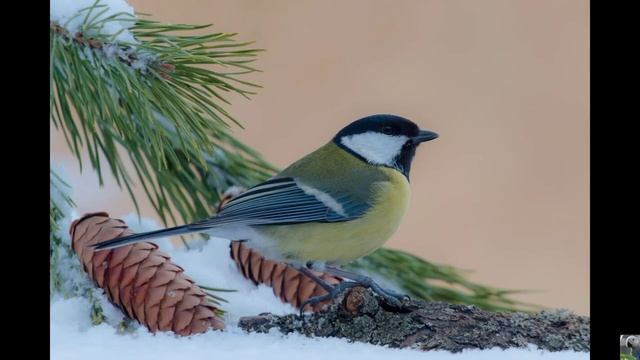 Голоса птиц: большая синица смотреть онлайн