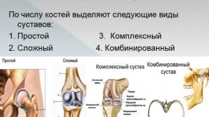 Биология 8 класс  Строение и функции суставов.
