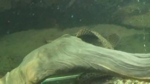 птеригоплихт против плекостомуса