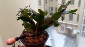 НАЧИНАЮТ ЗАЦВЕТАТЬ РИПСАЛИДОПСИСЫ!!! ???