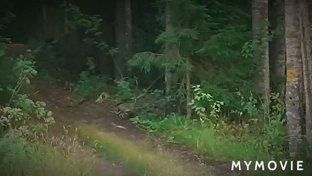 грибов в лесу нет,только зайцы есть)влог #short# смотреть онлайн