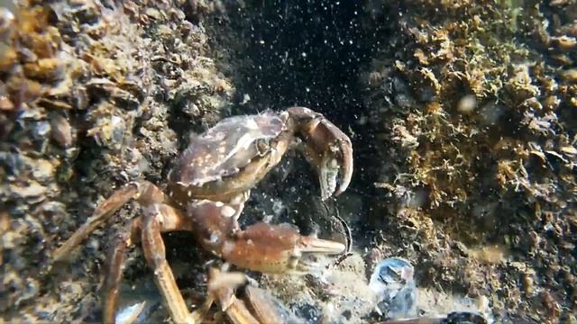 Рыбалка в Одессе. Жор бычка. Поклевки под водой смотреть онлайн