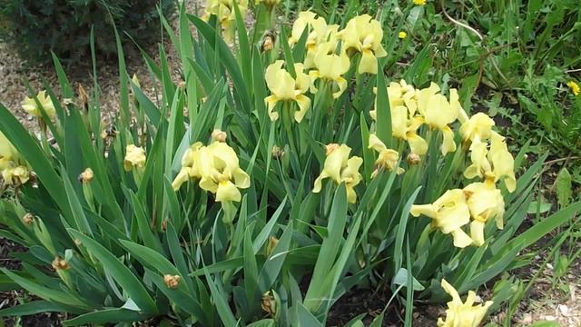 Ирисы карликовые Желтые смотреть онлайн