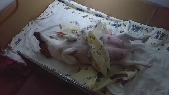 Матильда схватки ,Джек Рассел терьер рожает)))СХВАТКИ Джек Рассел терьер смотреть онлайн
