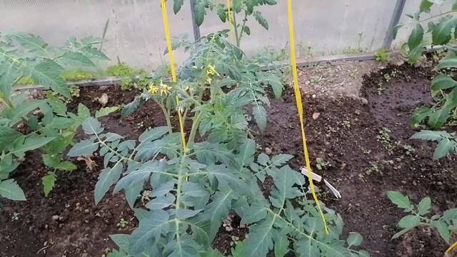 Важная подкормка томатов после высадки в теплицу.