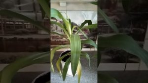 Почему ЮККА пропадает? Смотрите ответ в этом видео!