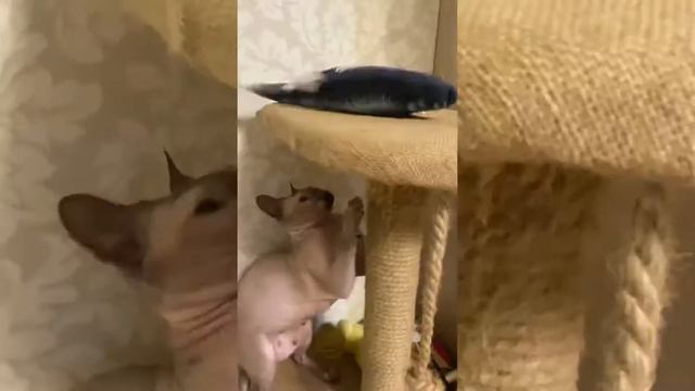 Товар для кошек с AliExpress - Реакция кота на рыбу смотреть онлайн