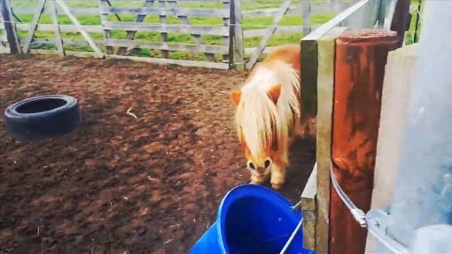 Пони, разве, разве я не лошадь?Аnimals,Tiere смотреть онлайн